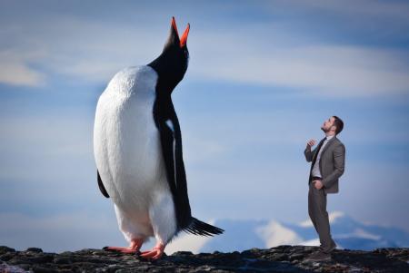 Раньше на планете обитали пингвины-гиганты